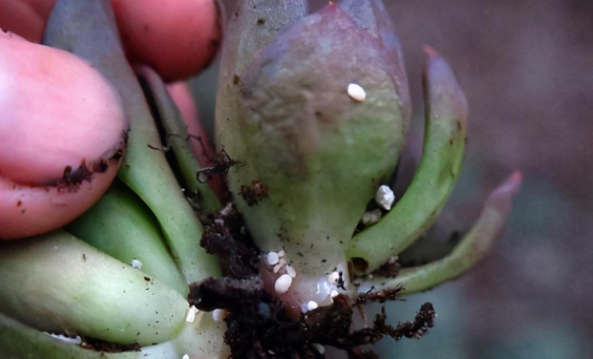 春日养花,常见这些“害虫”该怎么治疗?用它就不用喷药