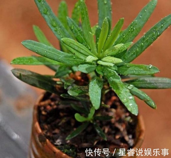 家有罗汉松,代代出富翁,这种松太贵不用买,剪个枝一插就活