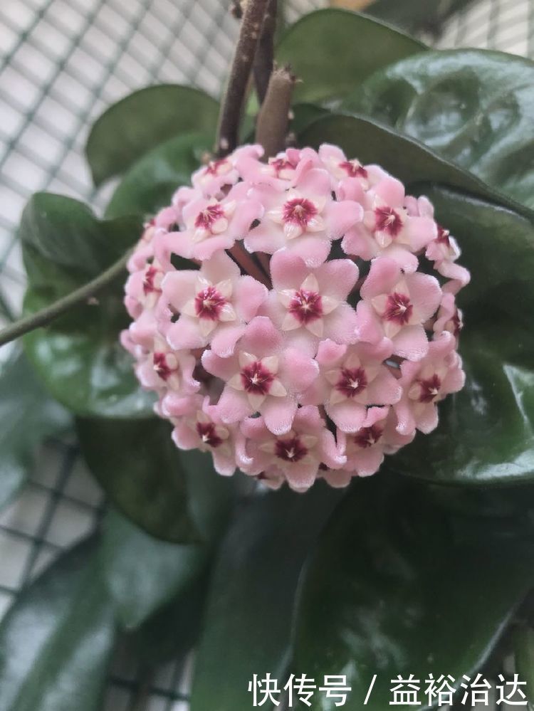 杜鹃花|这些植物不怕水，浇水越多越旺，花叶长满盆，花开绚丽多彩