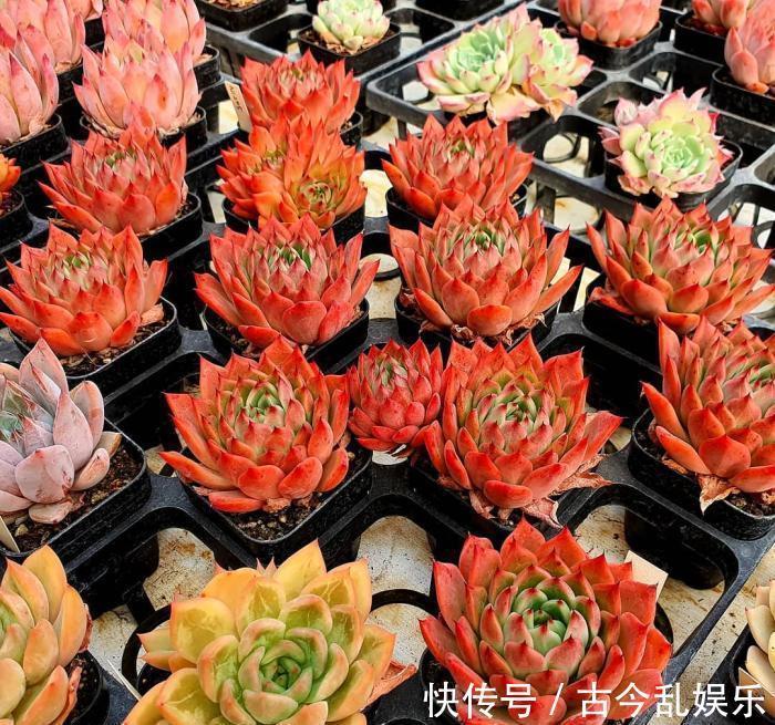 多肉|多肉其实不难养，注意这几点，帮你养爆盆