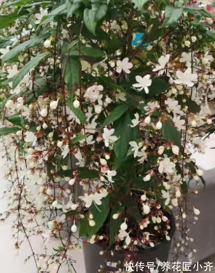 喜欢养茉莉花要选它，开花成串“半米长”，多季开花香味足