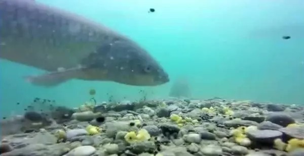 野钓调漂究竟调几钓几最合适?钓鱼高手这样调,从没有空军过!