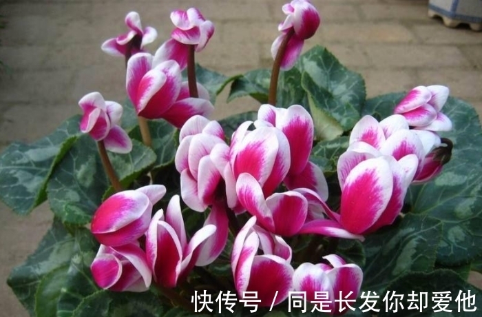 花市五大年宵花,好看却难养,告诉你“技巧”,养好没难度!