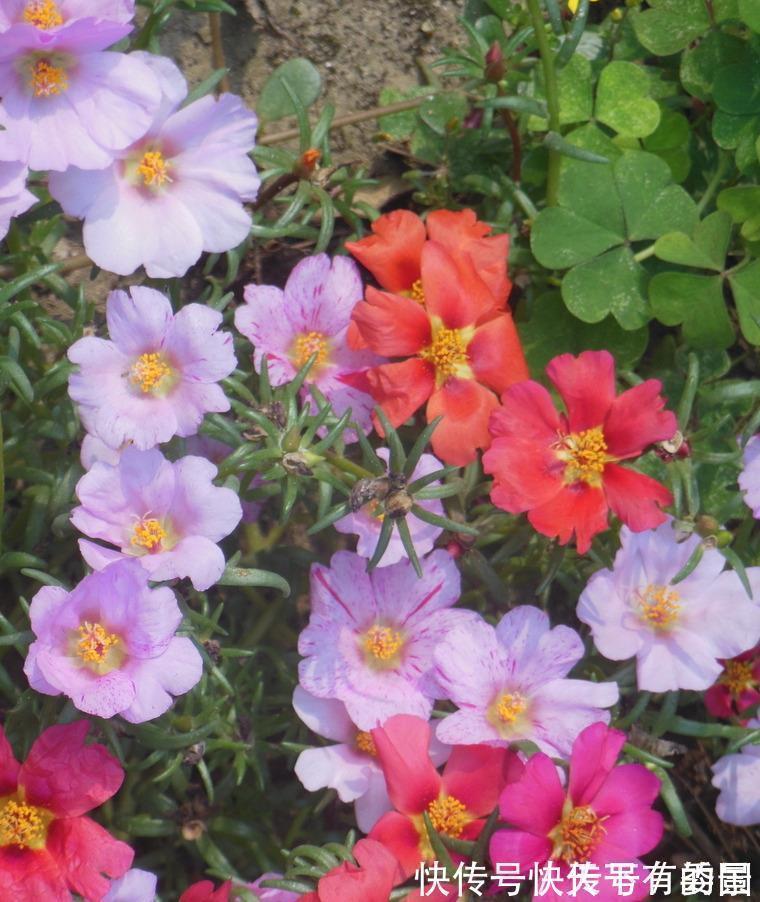 进入八月,6种花要多晒太阳,越晒花朵娇艳,开花越勤