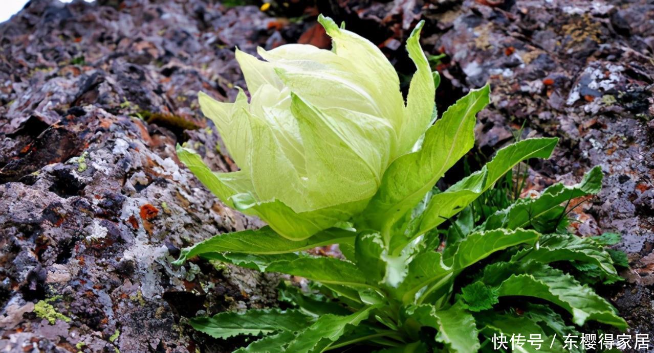 养花得遵守“规则”,知道哪些“底线”不能踩,什么花不能栽?