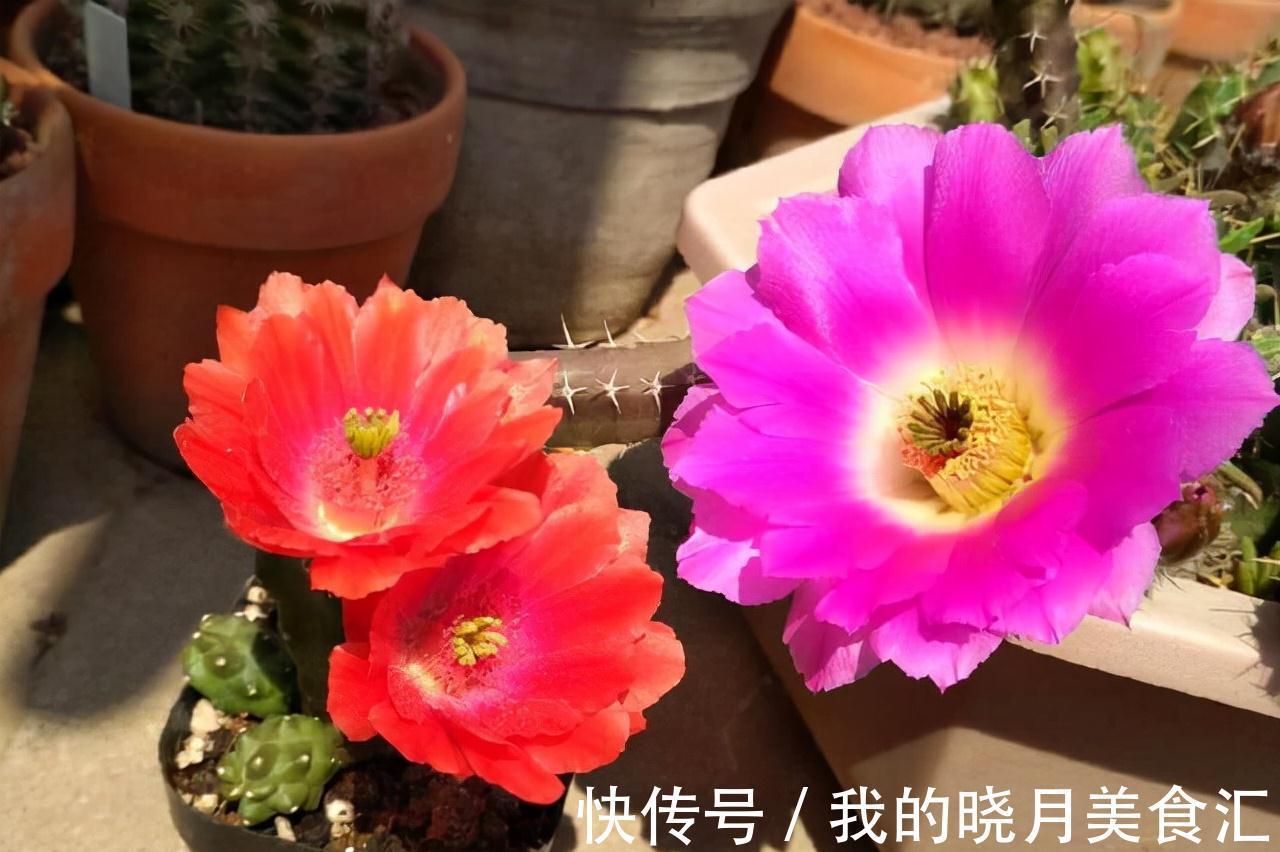 天冷后,需要“穷养”的六种花,水多易烂根,多晒爱生长