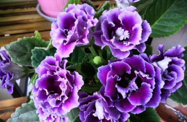 浇水|几款艳丽的花卉,漂亮又好闻,全年开花不断,丝毫不逊色于牡丹