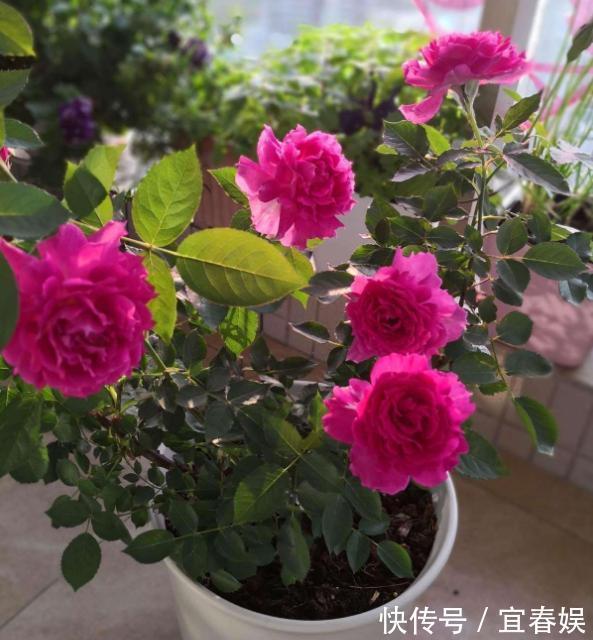 战斗机|此花耐热耐旱,花色艳红,香气四溢,四季开花,誉为开花战斗机