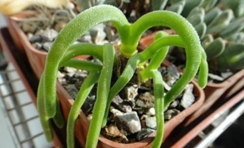 这3种多肉太好养,弄不好就徒长,好好的多肉别养成大葱样