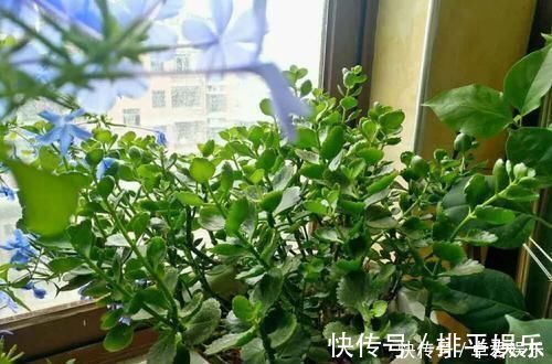 花盆|养这三种花,盆越小,开的花越多,放大盆还容易死