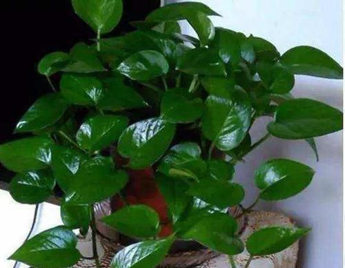  叶片|养绿萝不爆盆，用几粒这个，绿叶子挤满盆，大如手掌，蹭蹭长