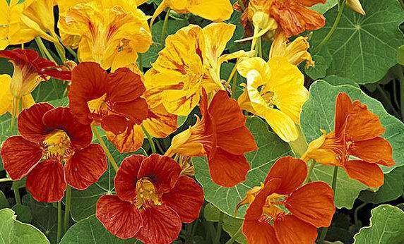 4种花超受欢迎的,价格便宜花期长,花大色艳,花香易打理