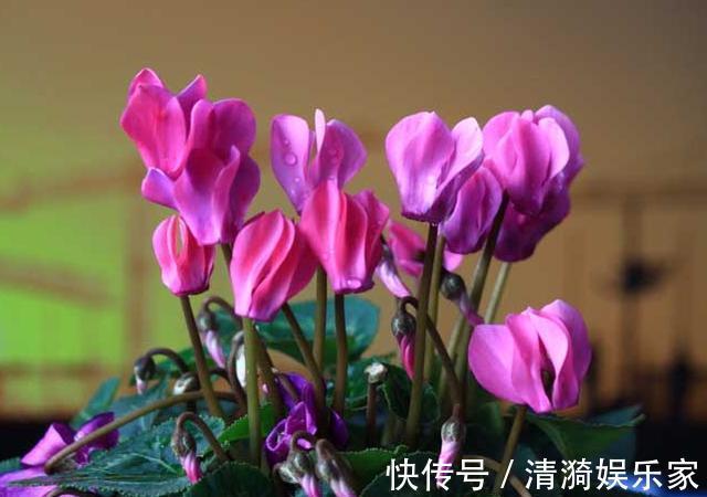 土壤|这10种花夏天“晒不得”,一见强光就黄叶,赶紧搬回家