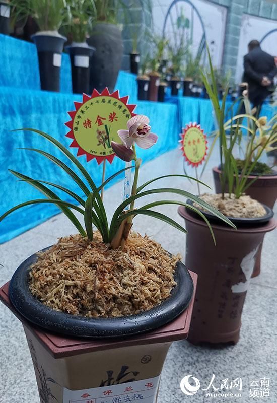 云南|花开云南 艳惊世界：云南八大名花之兰花