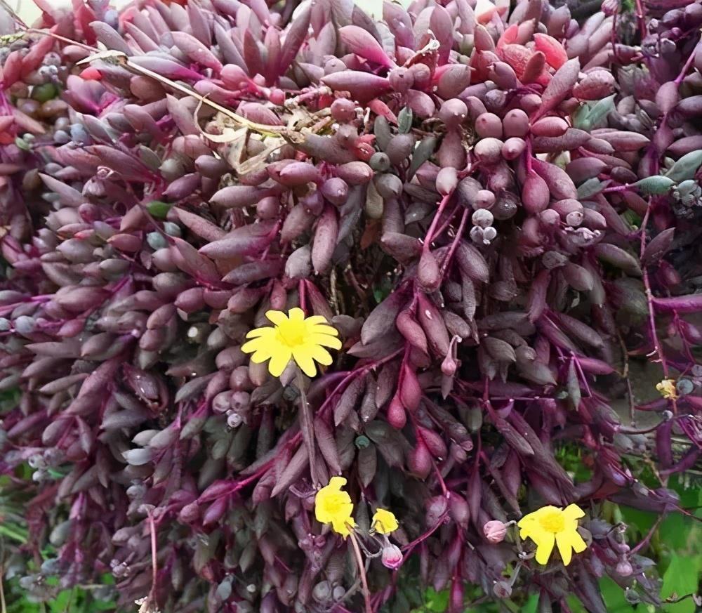 叶子|3种耐晒耐热的多肉,7月也能生机勃勃,高温天气长势旺、易度夏