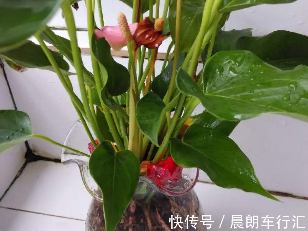 绿萝可以扔了,养盆“格调”花,颜值高还有气质