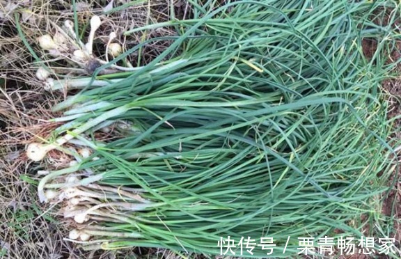 马齿苋|10种野菜辨别图,遇见了记得摘回家,再不摘点尝尝,下个月就老了