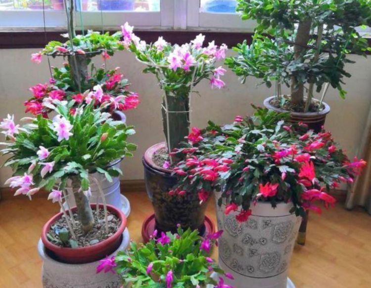 阳台|阳台选此4款花卉,四季开花不停,花香四溢香满屋