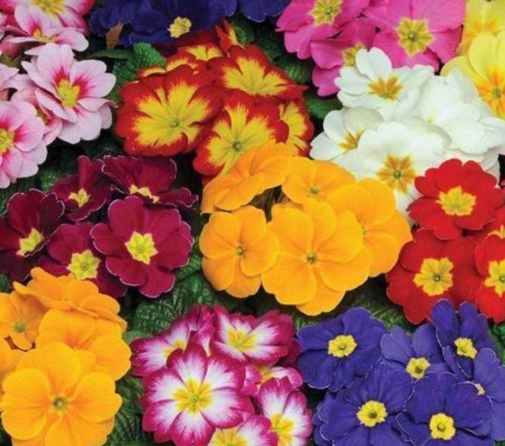 “4种花”很适合阳台养,花香四溢,开花旺,有种初恋的感觉!