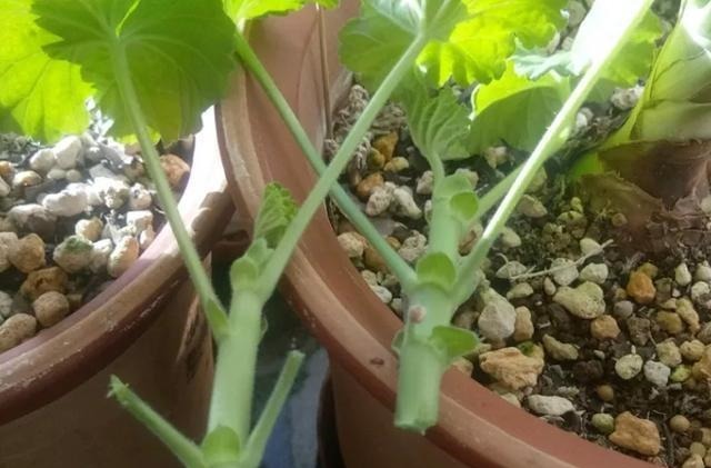 扦插最佳时期到了，有这花赶紧插，沾土就能活！