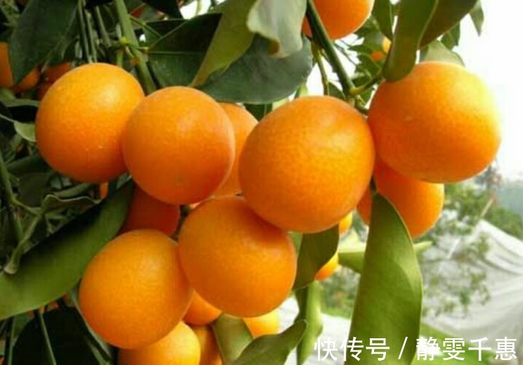 眼睛|医生提醒常吃以下4种水果,能有效的保护眼睛,早点知