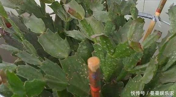 养蟹爪兰，这么浇水不仅不会死，反而开花越来越多