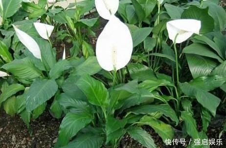 薄荷|3种“室内花”好看又好养,一月不管也能赏花,还去异味、吸烟尘