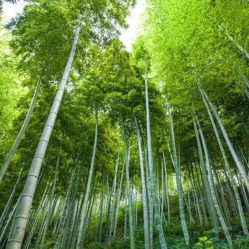  赞美|宰相李峤的一首诗，20个字写风，一个字赞美竹子，可惜人品不咋地