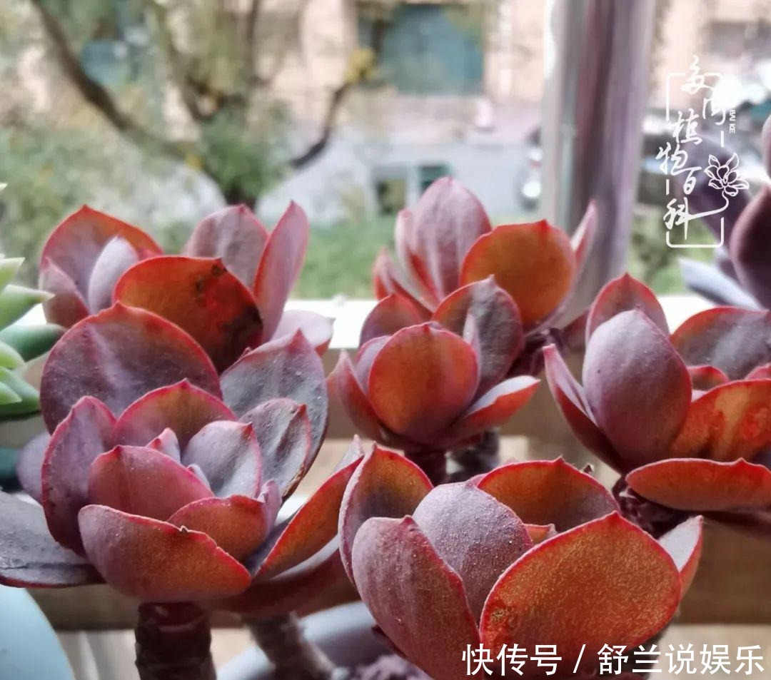 中年男人养多肉的二三事