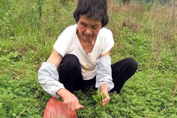 野草|农村一种野草气味独特，做成枕头安眠助睡，被称女性的“保护草”