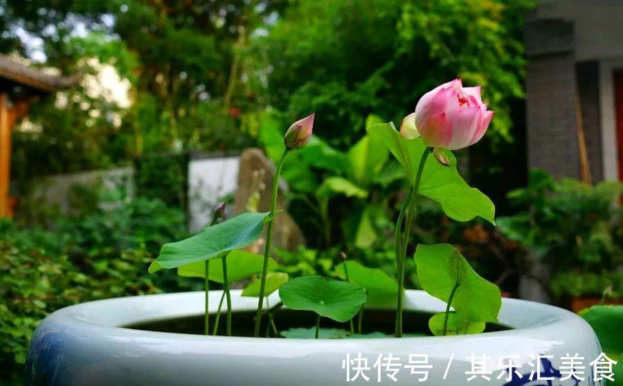 养花技巧：养花别用这种盆，养啥死啥，1棵都不剩