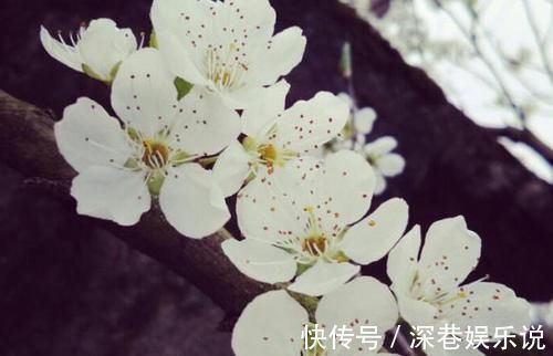 苏东坡#苏东坡40岁一首诗:开篇引人入胜,中年人的写照,读完感慨不已