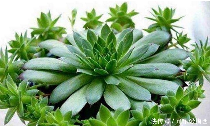 小花头|观音莲照这个方法养护,小花头冒不完,太壮观了!