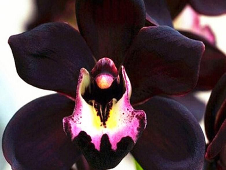 少见的黑紫色兰花：墨雪姬，花香浓郁，叶片常青，几乎零缺点