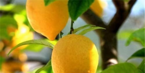 维生素c|老年人骨质疏松很常见,可该如何预防?常吃3种食物轻松达到