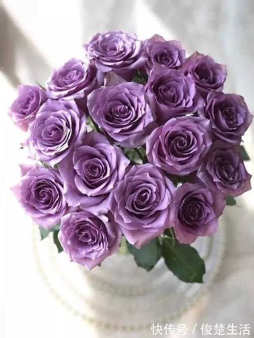 好看的“无刺月季”颜值担当,不被“狼牙棒”扎到手