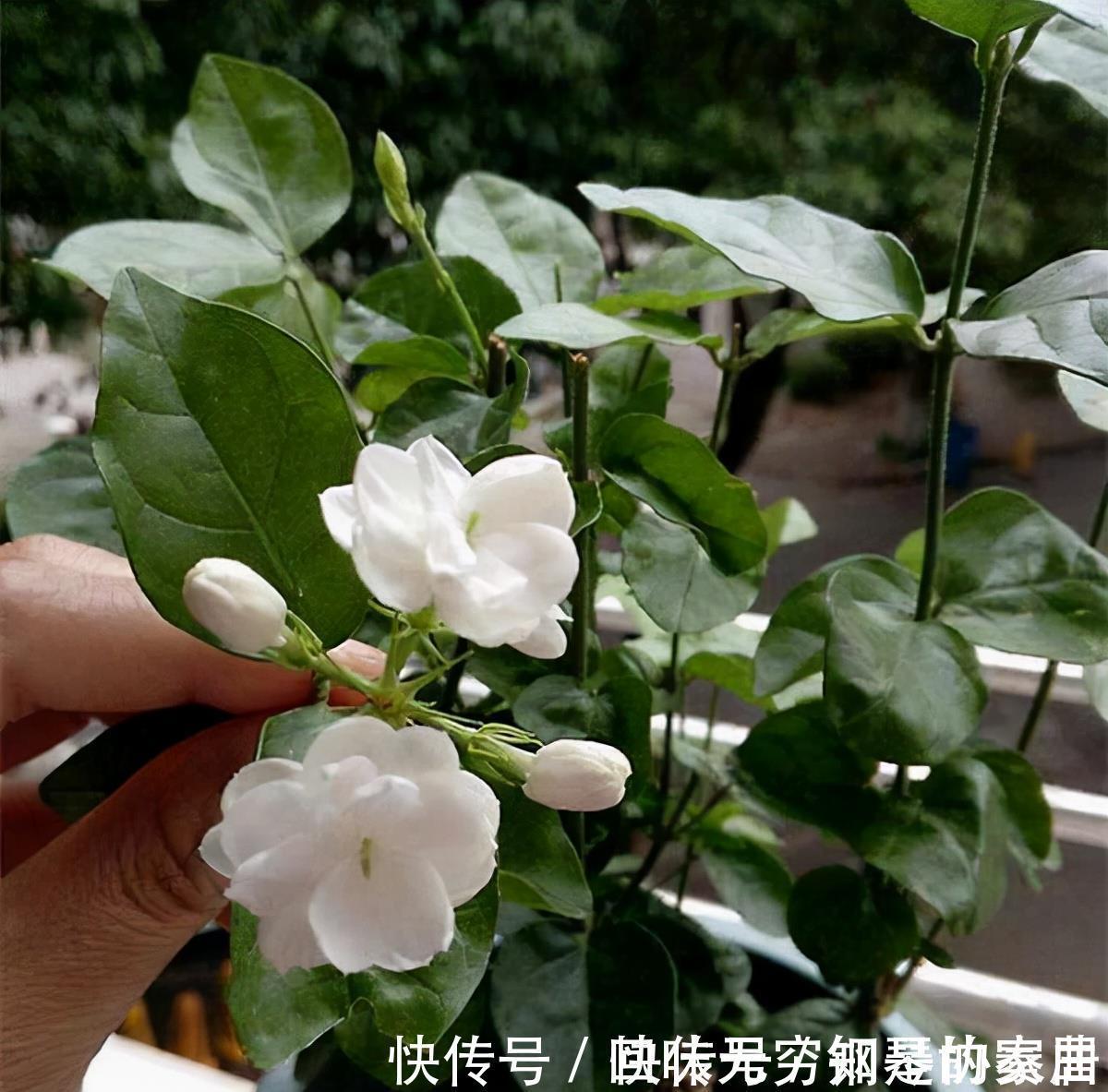 “漂亮花”,养人又养心,好看又好吃,是老中医的最爱