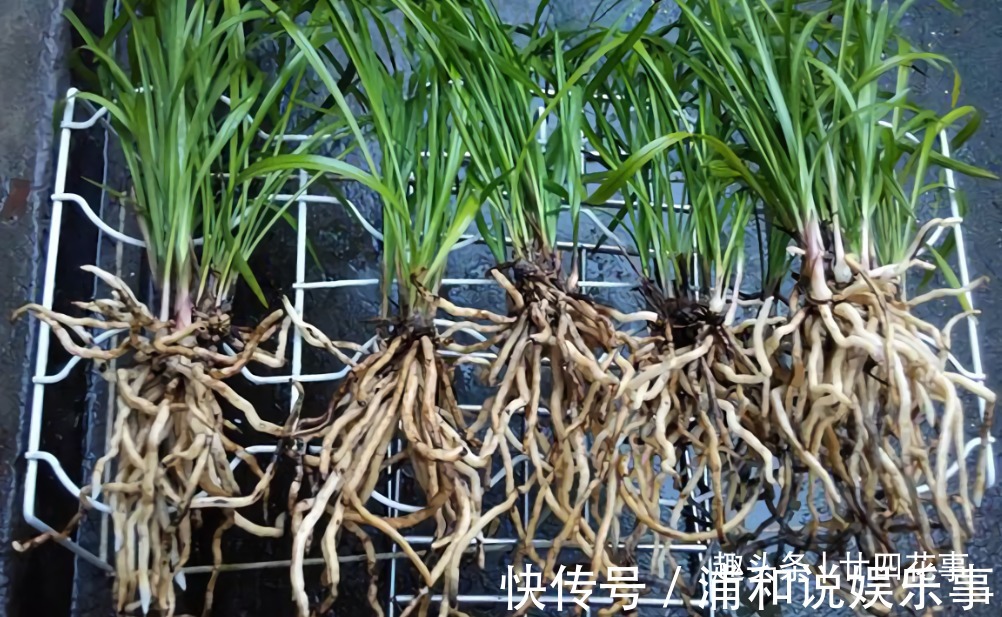 网购兰花服盆难,关键在于上盆前,简单4步服盆快,不僵苗发芽多