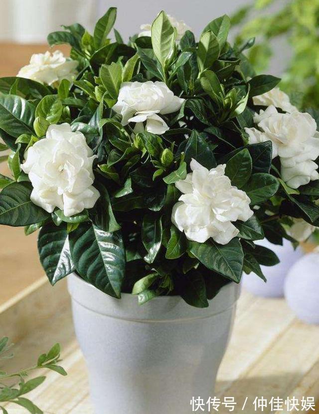 栀子花度夏注意的几点，花开不断，枝繁叶茂不再黄叶