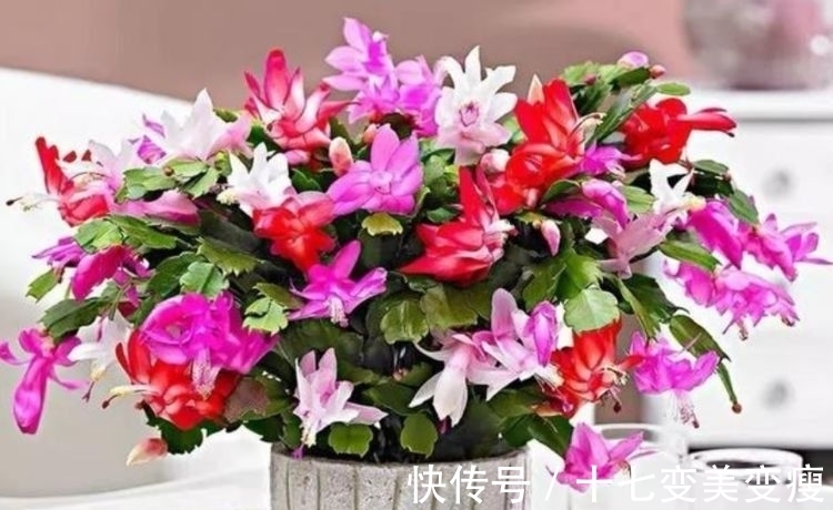 这款植物全年开花,花色艳丽花量大,比牡丹还好养,值得拥有