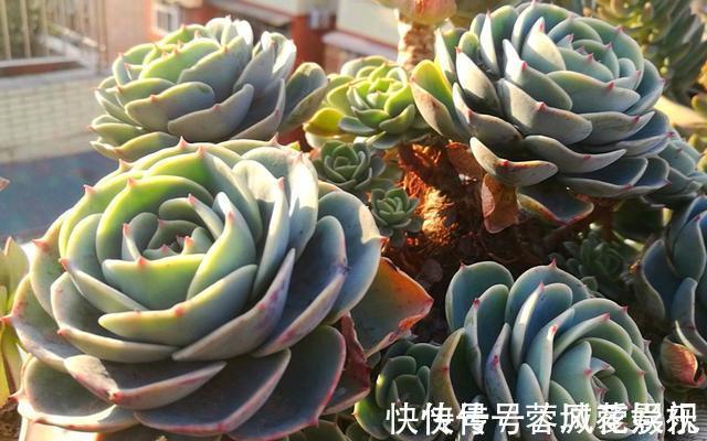 盘点5种最不好养的多肉，各种问题多，花友慎入