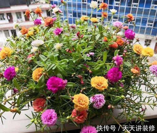 蓝雪花|家里养这3种花,6月搬出去使劲晒,晒得越狠开花越旺
