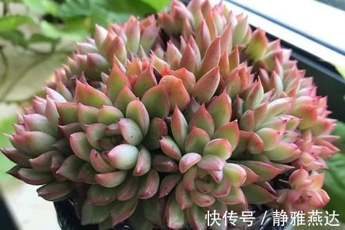 浇水|多肉植物中的爆盆之王女雏,人称小荷花,出了状态美得令人陶醉