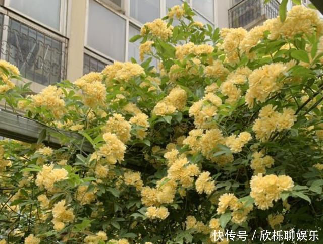 铁线莲|家里有小院，种上爬藤花，爬上墙爬上窗，美到极致，天上人间