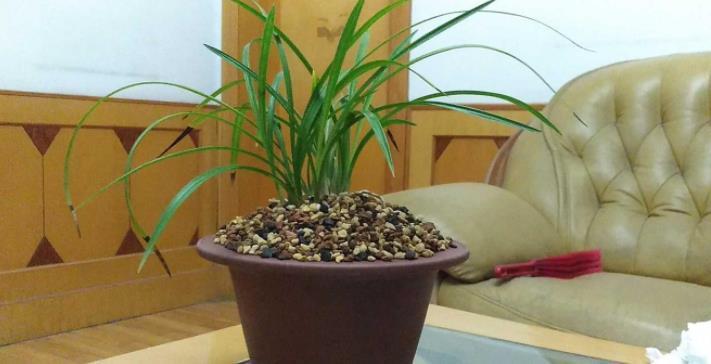 花友|养兰花,怎么让植株不烂芽、招虫生病?