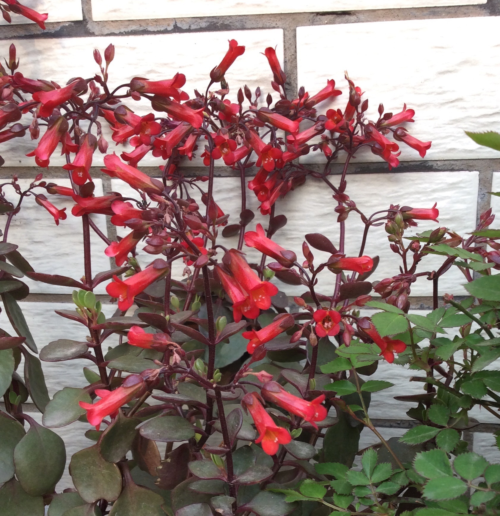 此花寓意着给人们带来健康,为家中增添吉祥如意,象征着健康长寿