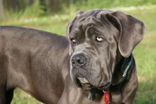 班道戈犬 集比特犬和纽波利顿犬的优点于一身 霸气与优雅并存 快资讯