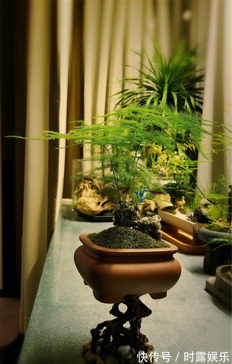 文竹修剪，牢记4个要领，文竹蹭蹭长不停，郁郁葱葱，绿油油！