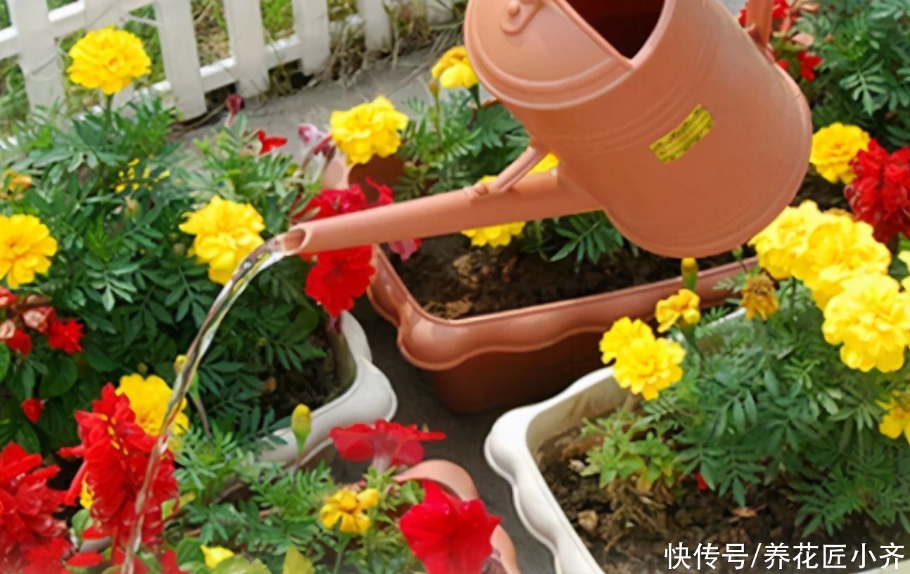 到了夏季，错误的养花方法很危险，越是新手越容易出问题