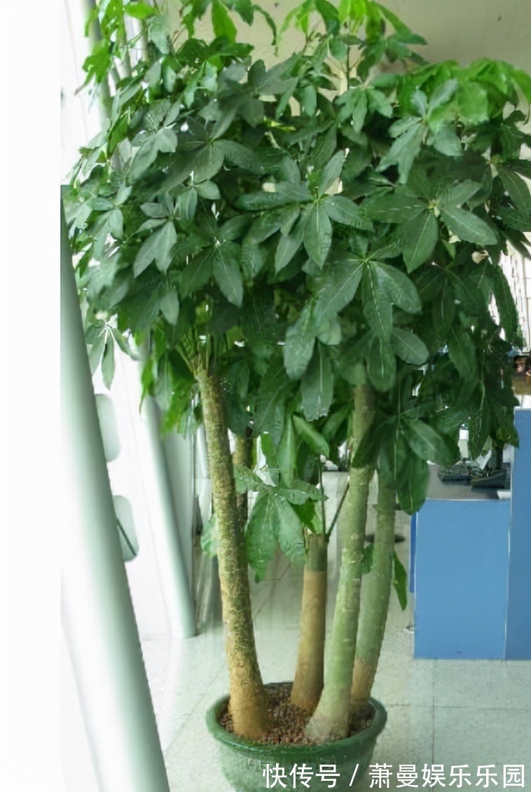 浇水|8种“漂亮花”,冬天要“虐着养”,越虐越健康,不然很难过冬